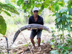 Nelayan Konawe Temukan Buaya Tersangkut Jaring di Rawa Abuki