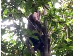 Warga Soropia Konawe Ditemukan Meninggal Diatas Pohon
