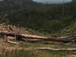 Hutan Dilahap Aktivitas Ilegal, Warga Desak Aparat Usut Dugaan Pembiaran di TN Rawa Aopa Watumohai 
