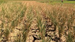 El Nino Datang Lebih Awal di Asinua