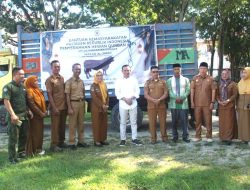 Presiden RI Kurban di Konawe, Sapi Berbobot 1,2 Ton