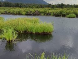 Cetakan Sawah di Kumapo Berubah jadi Cetak Rawa, Lahan Tidak Dapat di Fungsikan