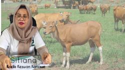 Data BPS, Populasi Ternak Konawe Tertinggi di Sultra, Sapi Potong dan Kambing Mendominasi