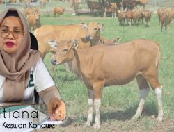 Data BPS, Populasi Ternak Konawe Tertinggi di Sultra, Sapi Potong dan Kambing Mendominasi