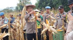 Dukung Ketahanan Pangan, Kapolres Konawe Panen Jagung Di Desa Walay