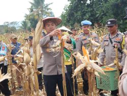 Dukung Ketahanan Pangan, Kapolres Konawe Panen Jagung Di Desa Walay