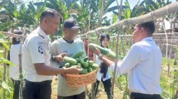 Rutan Unaaha Optimalkan Kebun SAE, Tanam Timun Hasilkan 60 kilogram