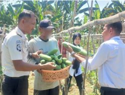 Rutan Unaaha Optimalkan Kebun SAE, Tanam Timun Hasilkan 60 kilogram